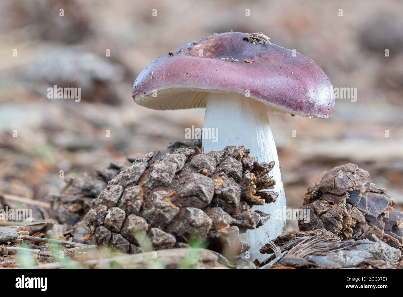 Ein Pilz in der Nähe von Shatterford Bottom im New Forest Stockfoto
