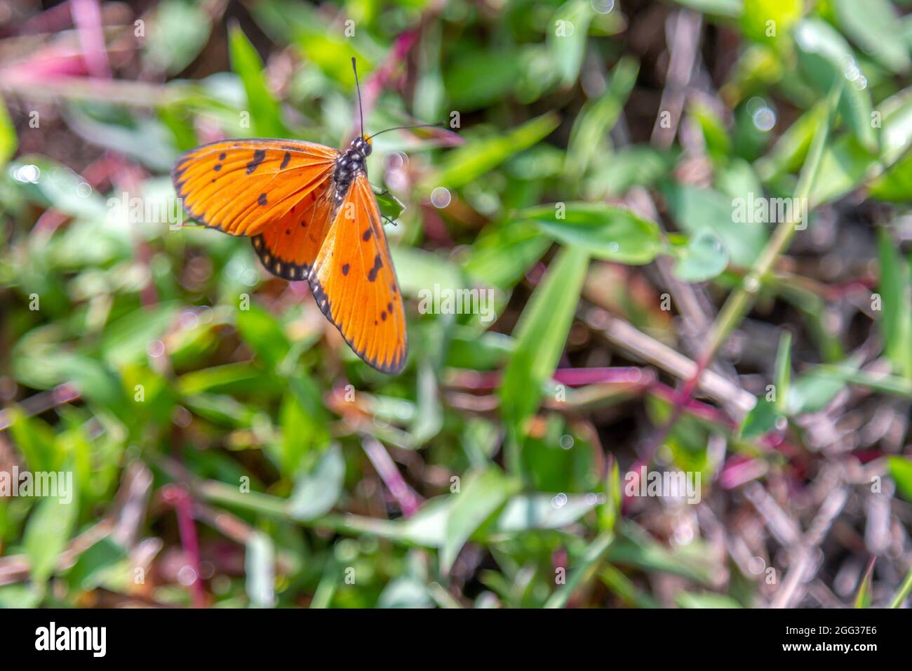 Ein orangefarbener, leicht gelber Schmetterling landete auf dem Gras Stockfoto