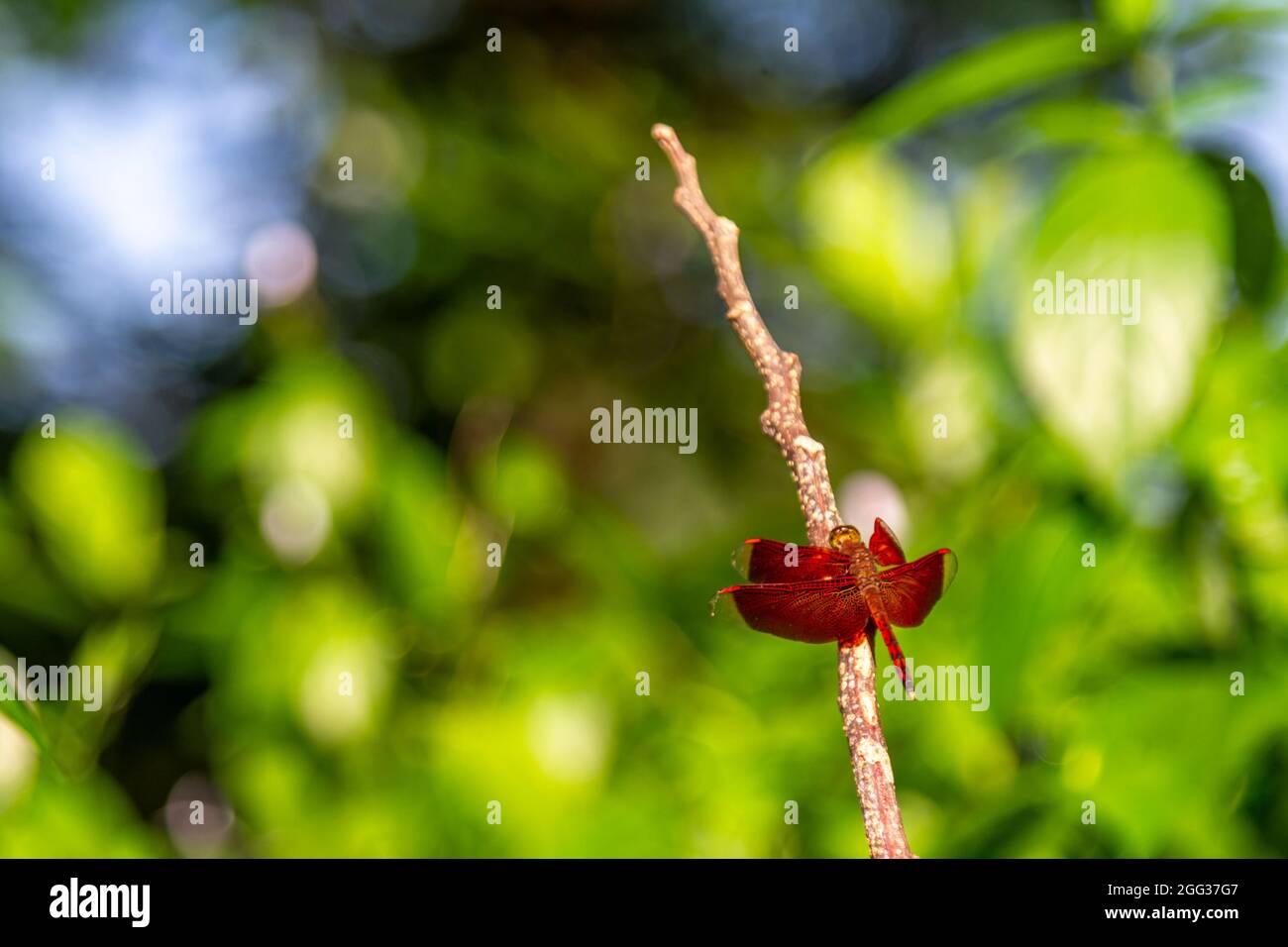 Albizia-Baumzweig wird als Barsch für eine rote Libelle verwendet Stockfoto