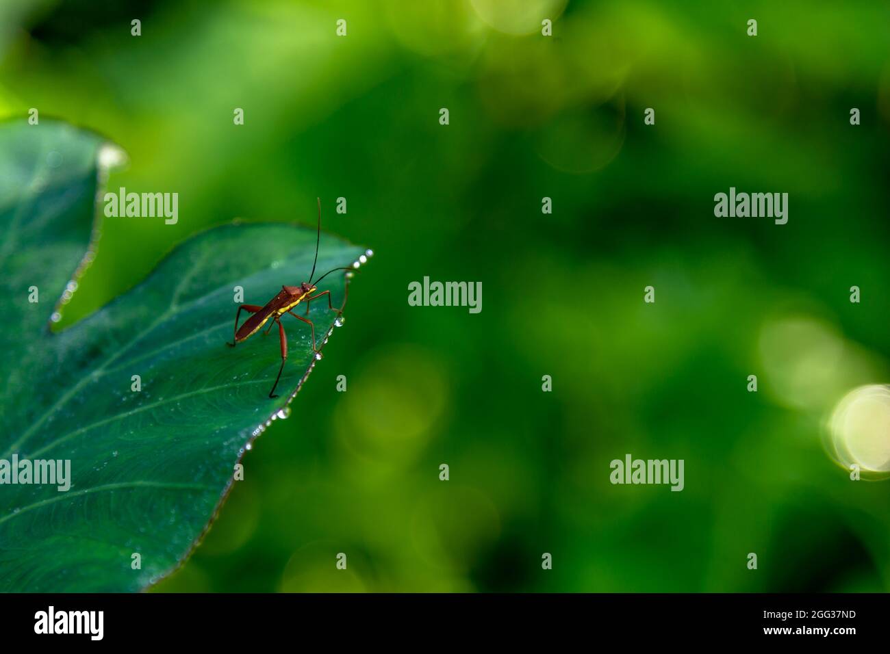 Leptocorisa oratoria, die Reisohrwanze, ist ein Insekt aus der Familie Alydidae, den Breitkopfkäfern. Diese Art wird häufig mit Leptocori verwechselt Stockfoto