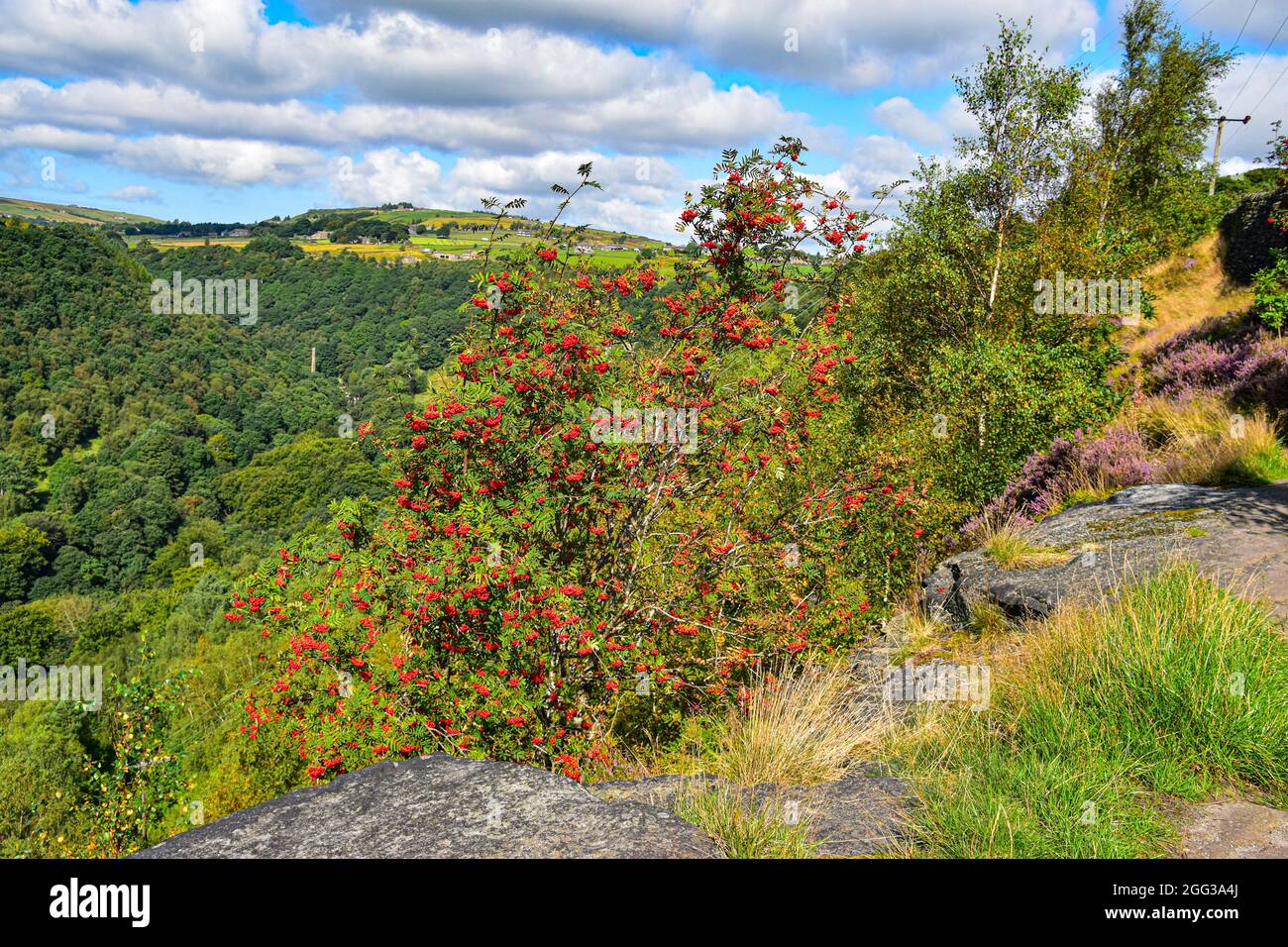 Rowan Tree, Colden Clough, Calderdale, Pennines, West Yorkshire Stockfoto