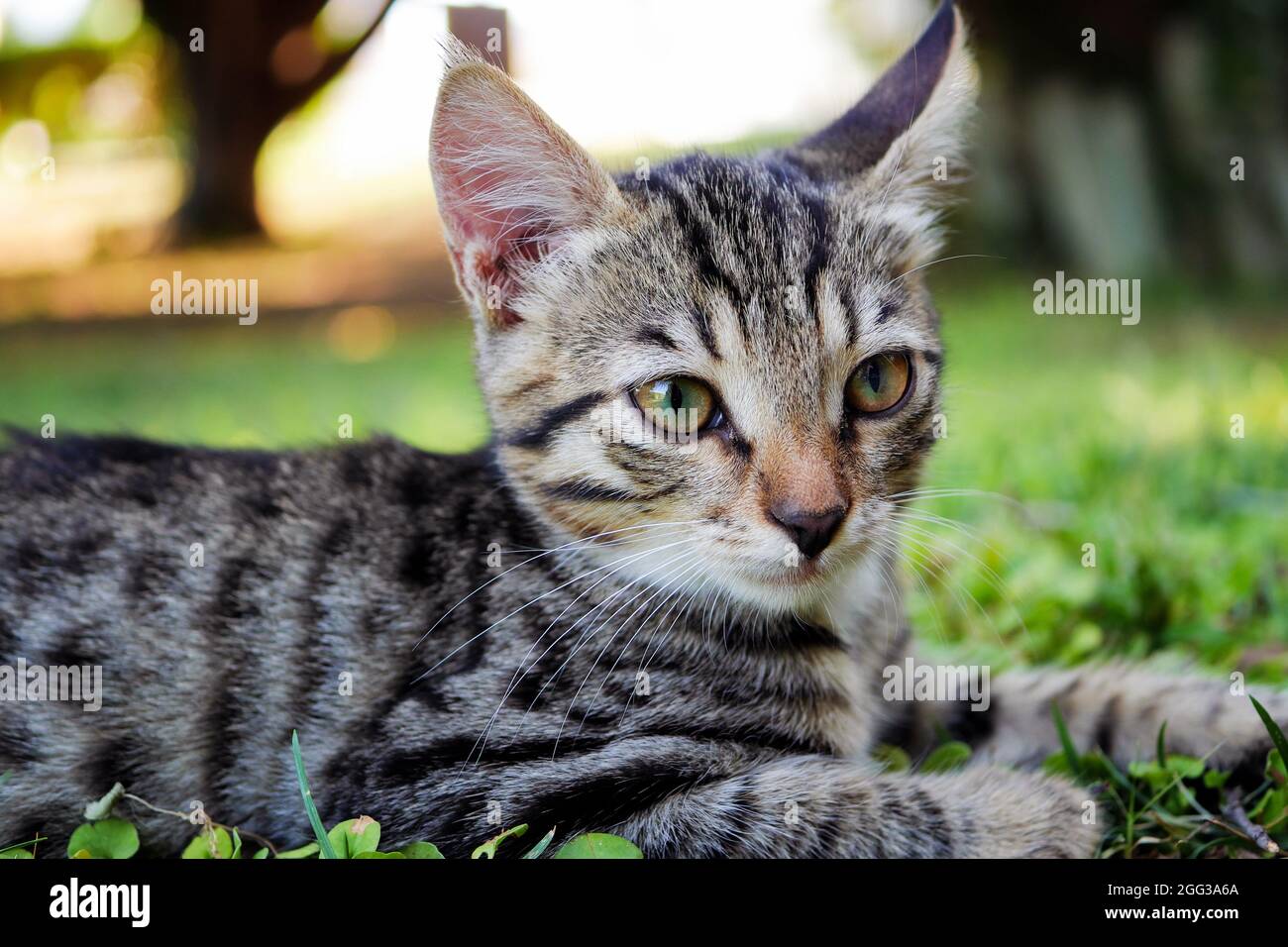 Ernst graugestreiftes Kätzchen, das auf dem Gras liegt. Nahaufnahme einer tabby grauen jungen Katze, die etwas hinter der Kamera genau beobachtet Stockfoto