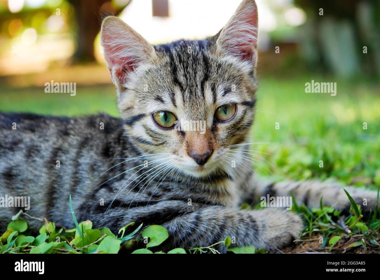 Ernst graugestreiftes Kätzchen, das auf dem Gras liegt. Nahaufnahme einer tabby grauen jungen Katze, die genau vor die Kamera schaut Stockfoto