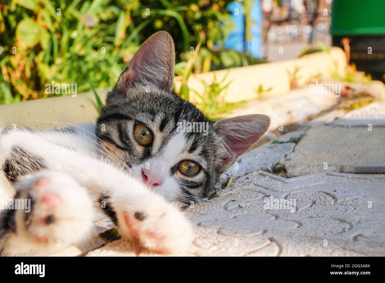 Ernst graugestreiftes Kätzchen, das auf dem Boden liegt. Nahaufnahme einer tabby grauen jungen Katze, die etwas hinter der Kamera genau beobachtet Stockfoto