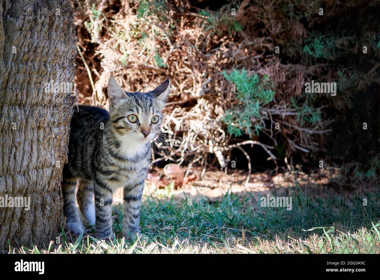 Ernst graugestreiftes Kätzchen, das am Baumstamm steht. Tabby graue junge Katze, die etwas hinter der Kamera genau beobachtet Stockfoto