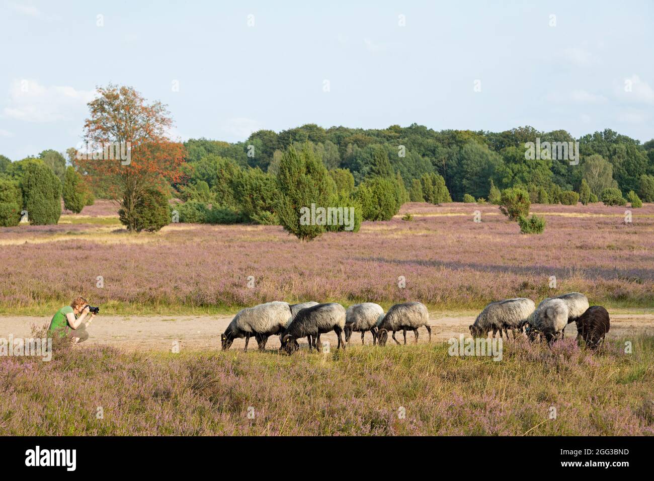 Frau, die deutsche Heideschafe fotografiert, blühende Heide bei Wilsede, Lüneburger Heide, Niedersachsen, Deutschland Stockfoto