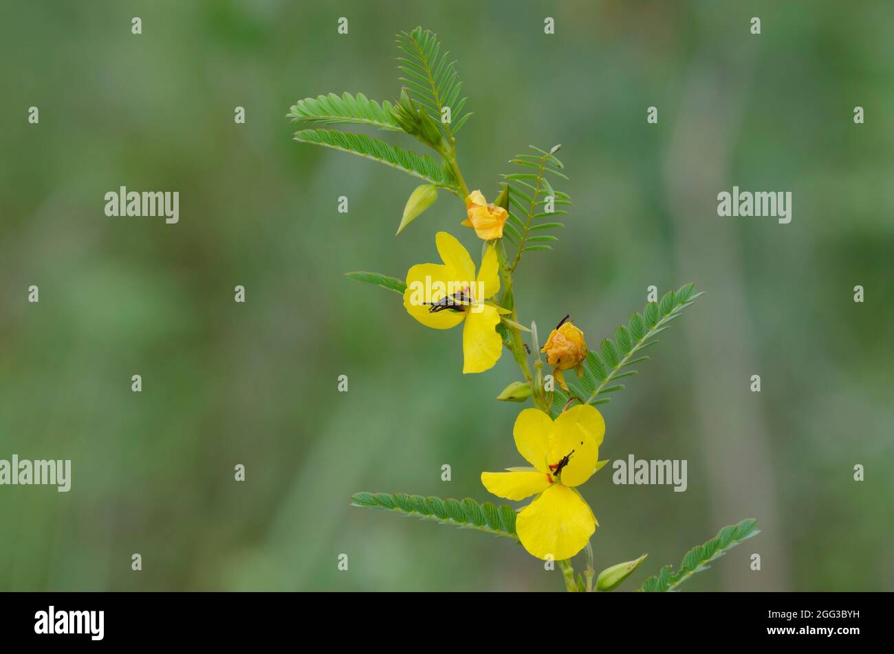 Rebhuhn, Chamaecrista fasciculata Stockfoto