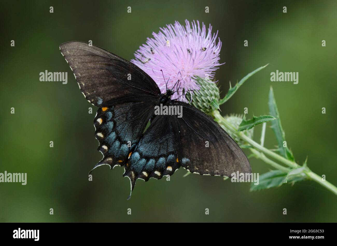 Östlicher Tigerschwanzschwanz, Pterourus glaucus, schwarze weibliche Nektaring aus hoher Distel, Cirsium altissimum Stockfoto