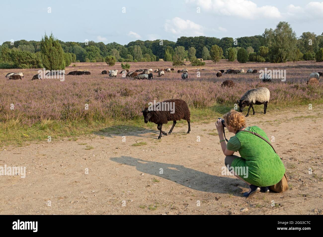 Frau, die deutsche Heideschafe fotografiert, blühende Heide bei Wilsede, Lüneburger Heide, Niedersachsen, Deutschland Stockfoto
