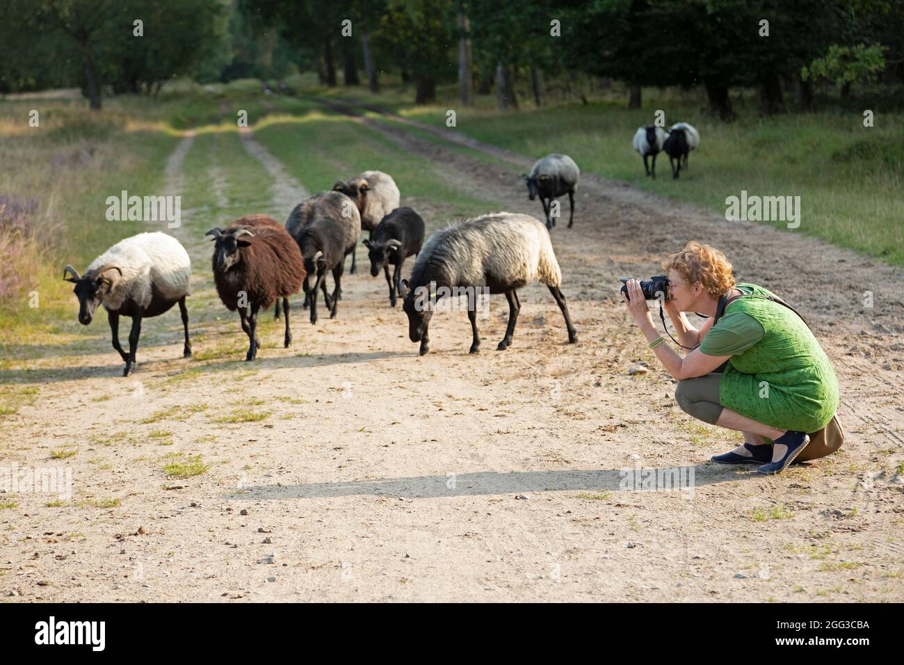 Frau, die bei Wilsede, Lüneburger Heide, Niedersachsen, Deutschland Fotos von deutschen Heideschafen macht Stockfoto