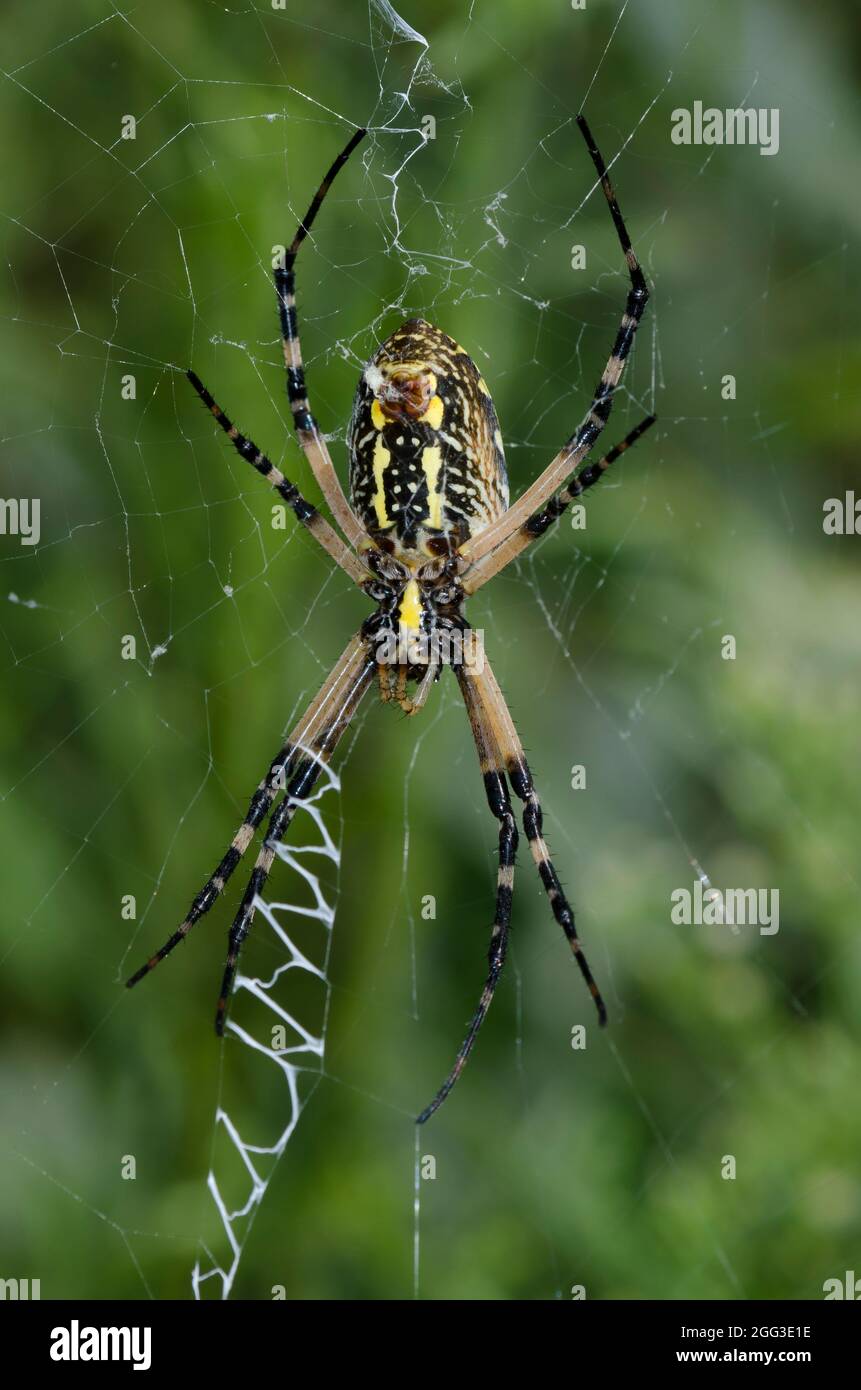 Schwarz und Gelb Argiope, Argiope aurantia Stockfoto