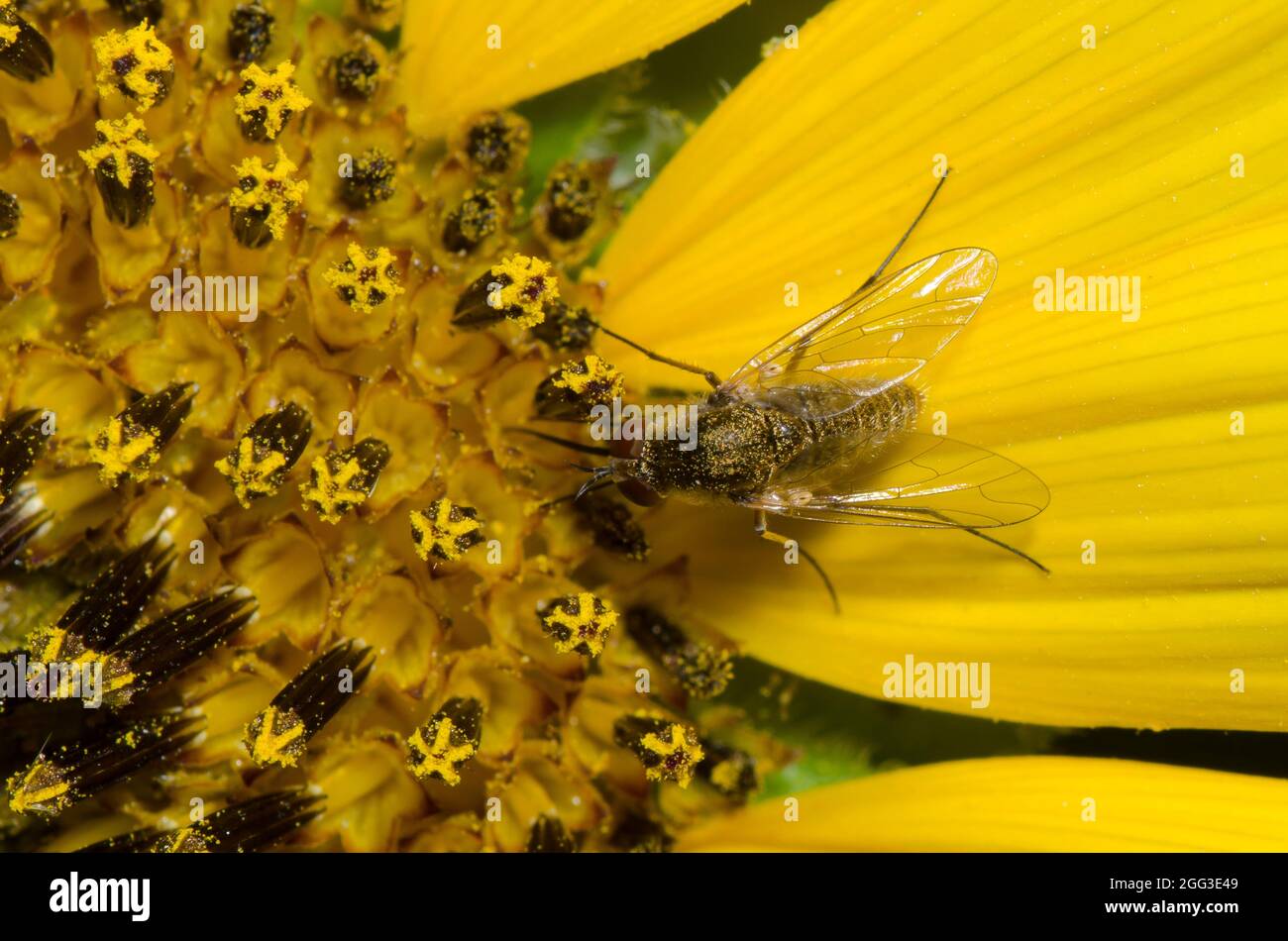Bienenfliege, Familie Bombyliidae, Nahrungssuche auf der Sonnenblume, Helianthus annuus Stockfoto