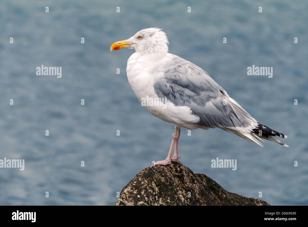Horizontale Nahaufnahme der erwachsenen europäischen Heringsmöwe, Larus argentatus, mit brütendem Gefieder, die auf einem Felsen mit Ostsee im Hintergrund sitzt Stockfoto