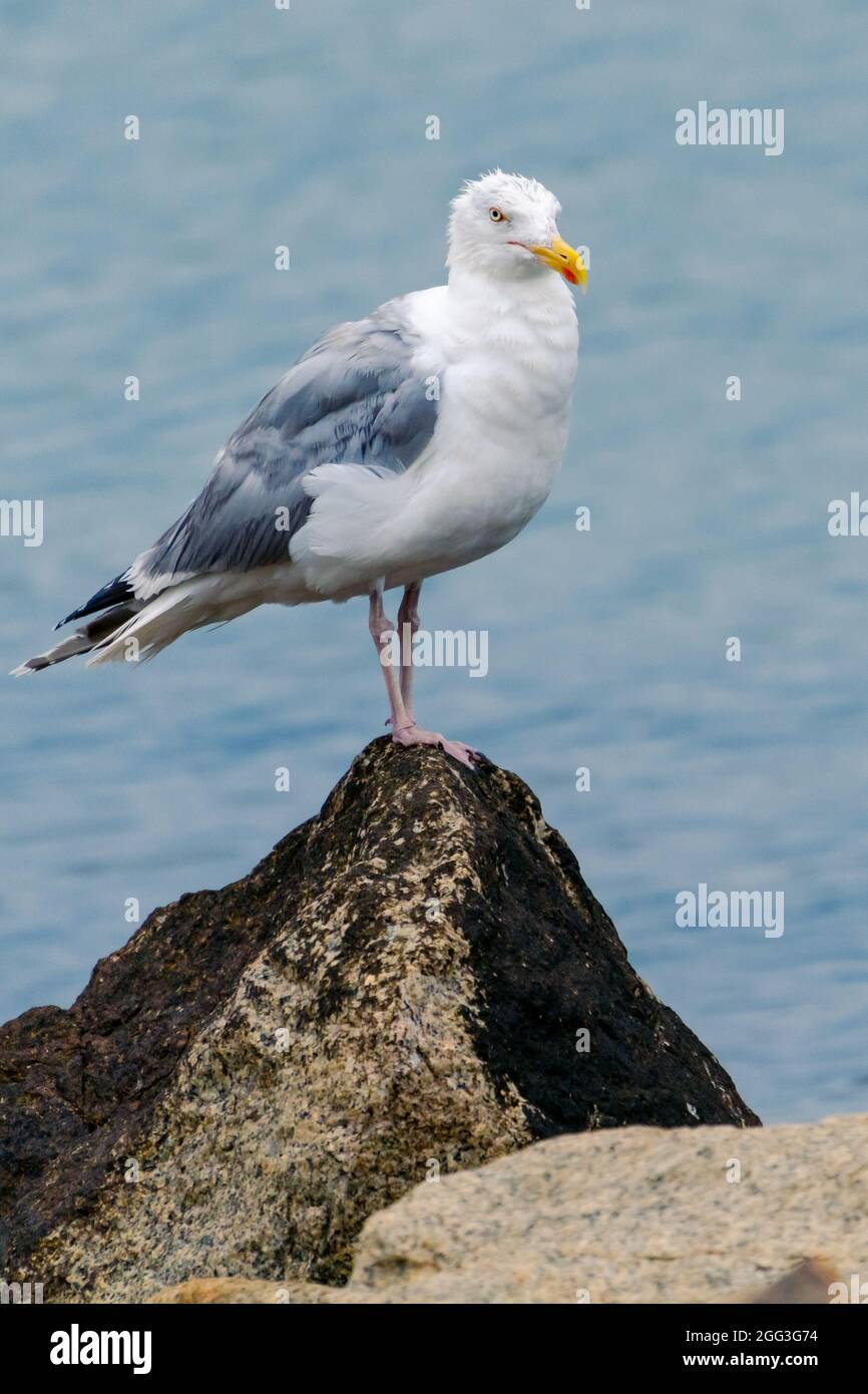 Vertikale Nahaufnahme der erwachsenen europäischen Heringsmöwe, Larus argentatus, mit brütendem Gefieder, die auf einem Felsen mit Ostsee im Hintergrund sitzt Stockfoto