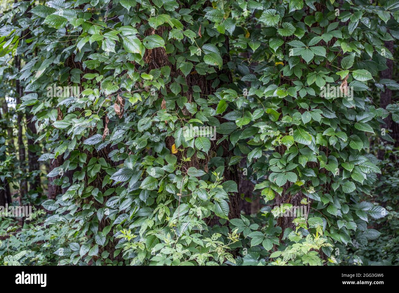 Poison Efeu und virginia Creeper wachsen zusammen die Rinde, die die Bume  bedeckt, ist mit drei Blttern giftig und das andere nicht und h  Stockfotografie - Alamy