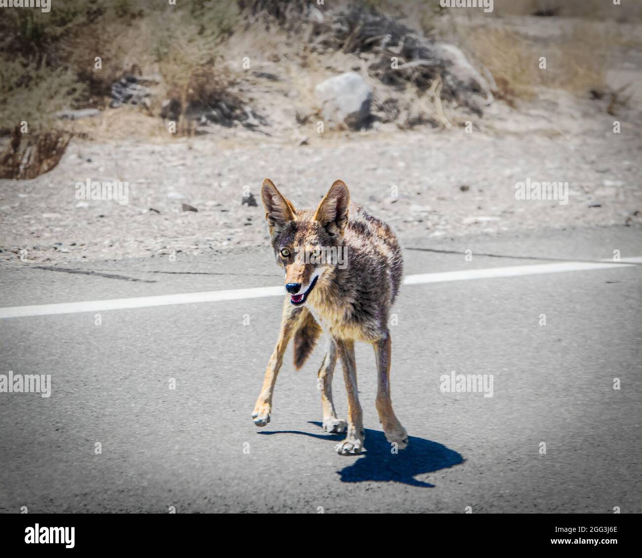 Death Valley USA Coyote auf der Blacktop Desert Highway. Stockfoto