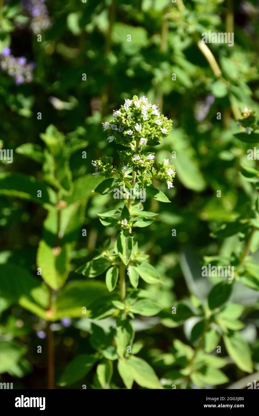 Oregano, wilder Marjoram, Origan, Origanum vulgare, szurokfű, Ungarn, Magyarország, Europa Stockfoto