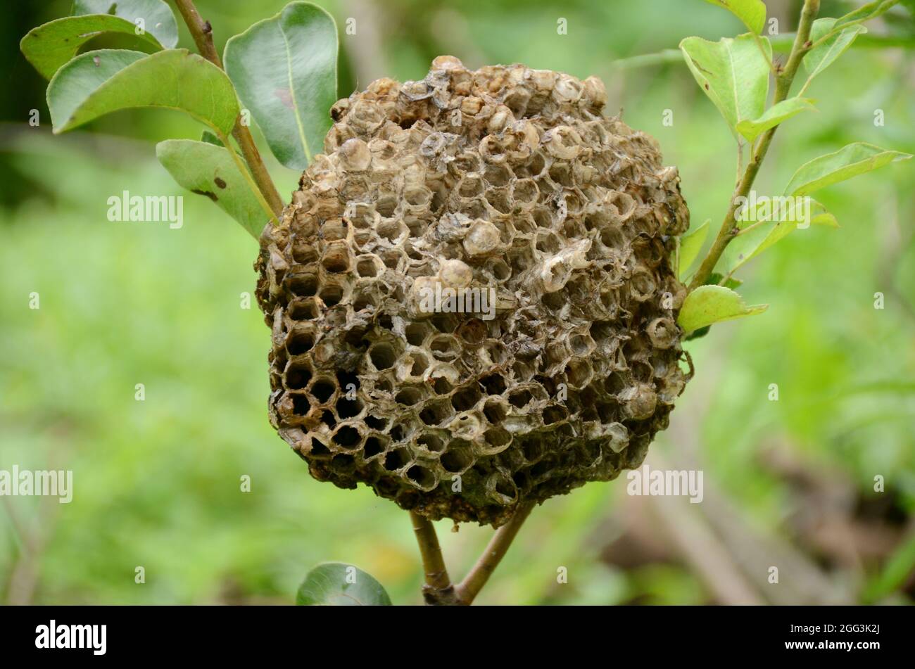 Nahaufnahme der braunen Farbe Honigbiene Kamm mit Blättern und Pflanzen über unscharf grün braunen Hintergrund. Stockfoto