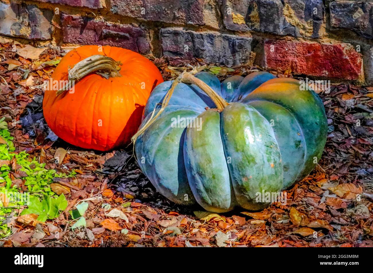 Zwei dekorative Kürbisse von Brick Wall auf Herbstblättern Stockfoto