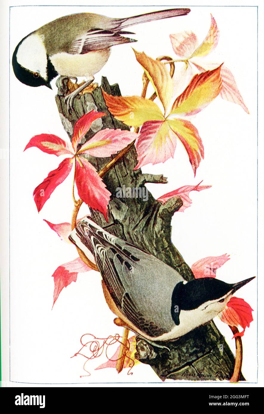 Diese Abbildung aus dem Jahr 1917 zeigt einen Windhauch und einen weißreihigen Nuthatch. Die Zeichnung ist von Louis Agassiz Fuertes (1874-1927), einem amerikanischen Ornithologen, Illustrator und Künstler, der die strengen und aktuellen Standards für ornithologische Kunst und naturalistische Darstellung gesetzt hat. Er gilt als einer der produktivsten amerikanischen Vogelkünstler, an zweiter Stelle nach seinem leitenden professionellen Vorgänger John James Audubon. Stockfoto