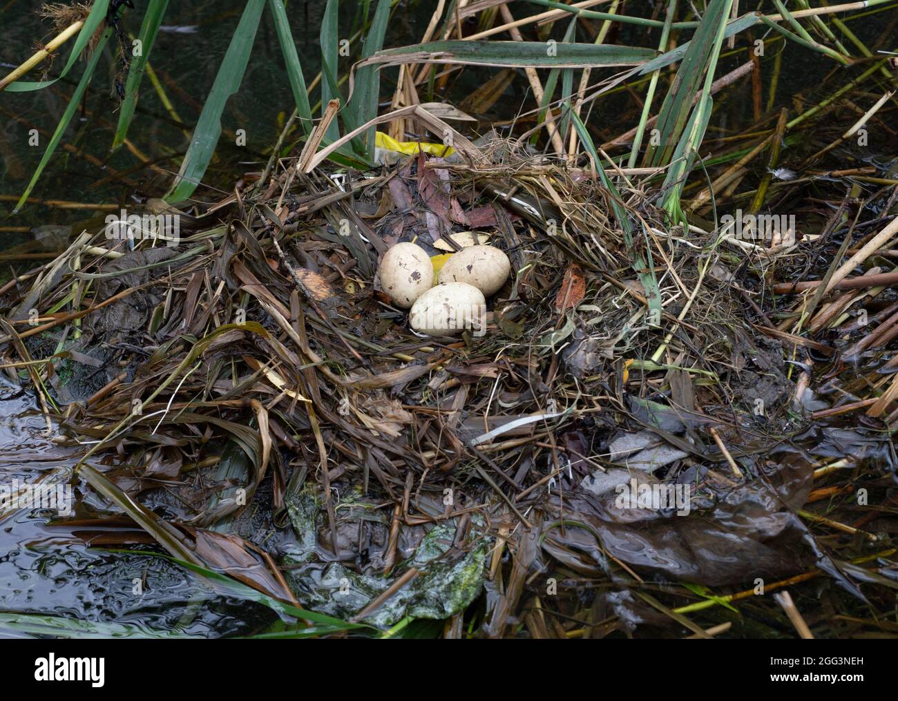 Großer Haubentaucher, Podiceps cristatus, Nest mit drei Eiern, Brent Reservoir, Welsh Harp Reservoir, London, Vereinigtes Königreich Stockfoto