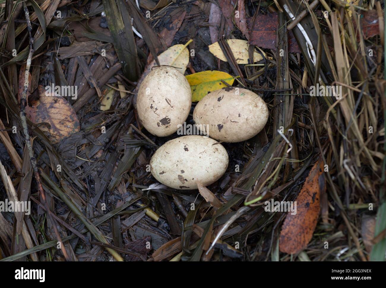 Großer Haubentaucher, Podiceps cristatus, Nest mit drei Eiern, Brent Reservoir, Welsh Harp Reservoir, London, Vereinigtes Königreich Stockfoto