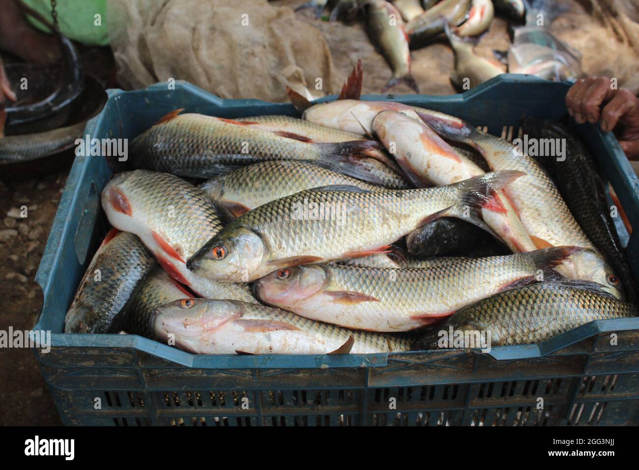 Viele Rohu-Fische in einem Korb bereit für den Transport Stockfoto