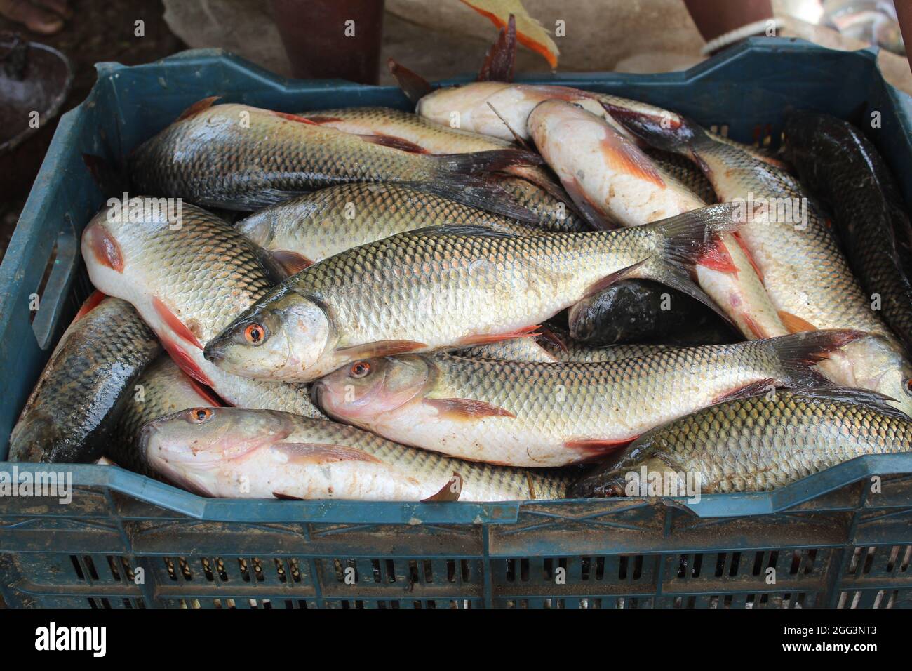 Viele Rohu-Fische in einem Korb bereit für den Transport Stockfoto