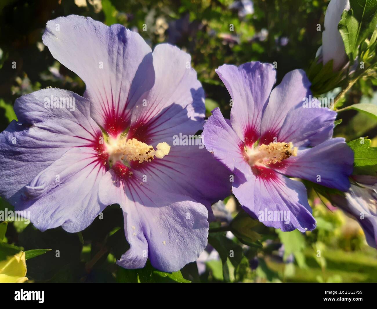 Flieder-Hibiskus, Alyogyne huegelii, in einem Garten in Bayern, Deutschland Stockfoto