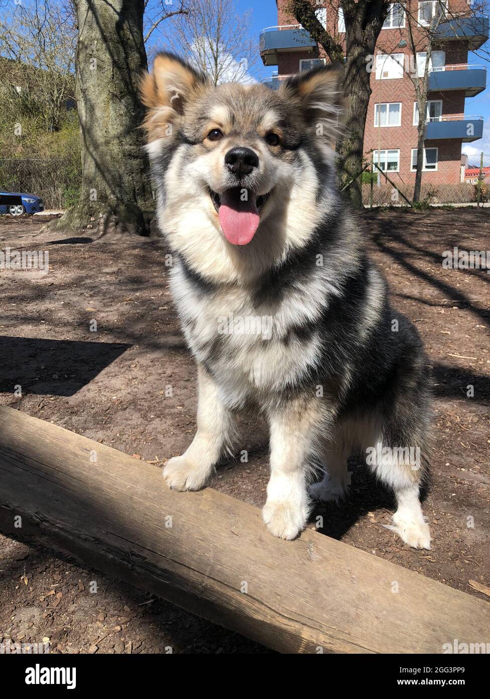 Porträt eines reinrassigen finnischen Lapphund-Hundes, der im Freien steht Stockfoto