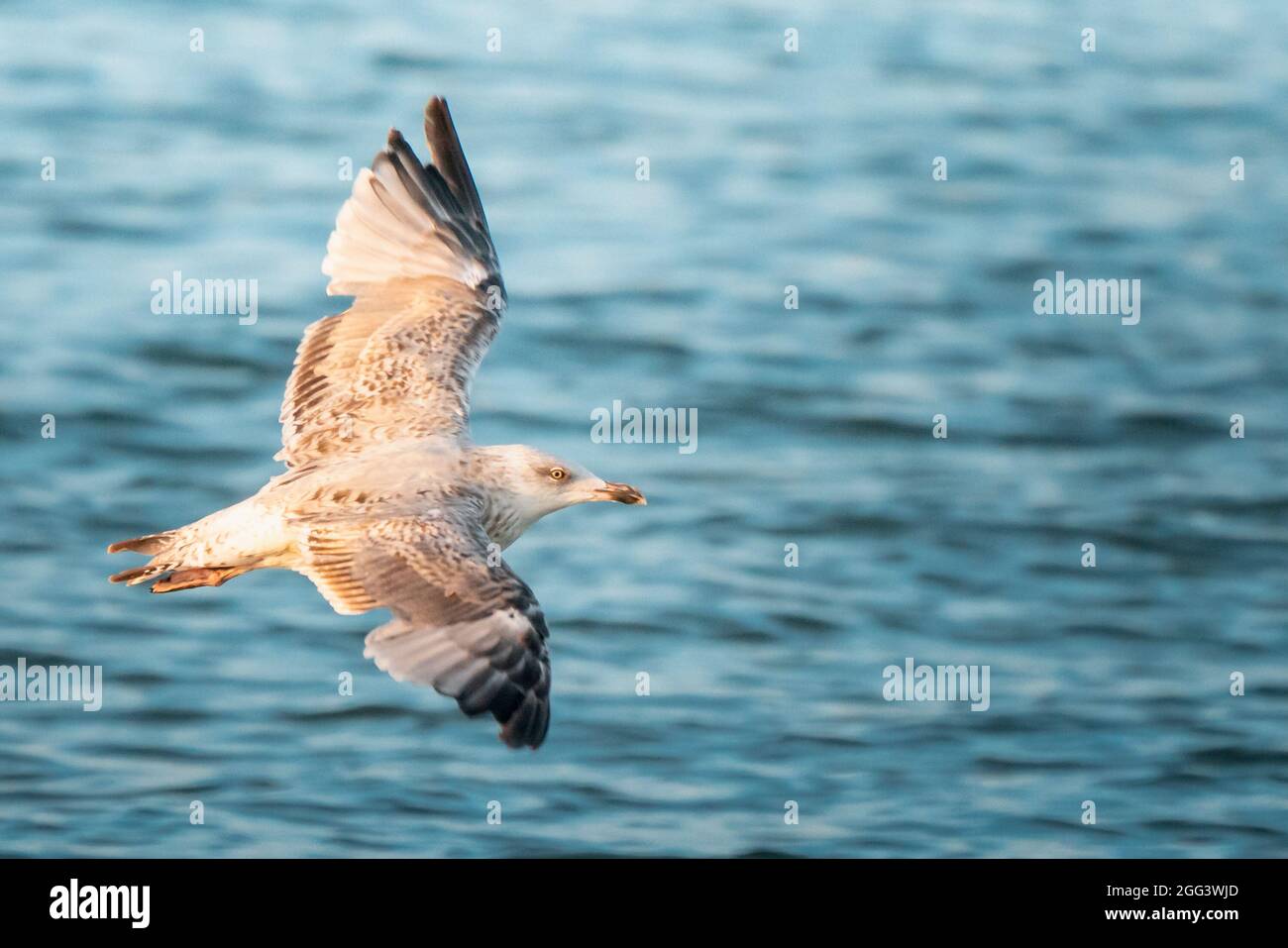 Die juvenile europäische Heringmöwe, Larus argentatus, fliegt über die Ostsee im Norden Polens. Ufervögel in ihrem natürlichen Lebensraum. Baltisch Stockfoto