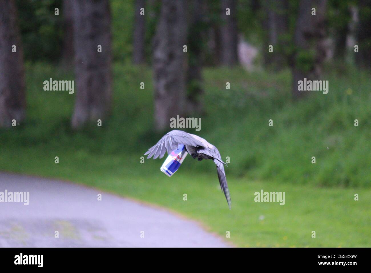 Red Bull gibt Ihnen wirklich Flügel! Eine schottische Krähe stiehlt eine Dose, Stornoway, Western Isles, Scotlnd Stockfoto