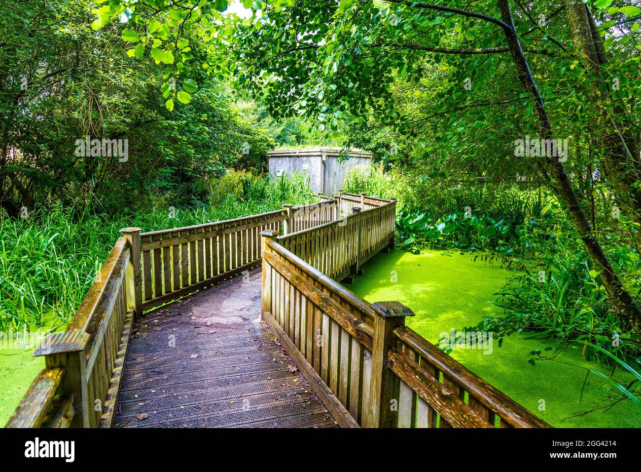 Holzbrücke über einen Teich in Conwy Water Gardens, Snowdonia National Park, Wales, Großbritannien Stockfoto