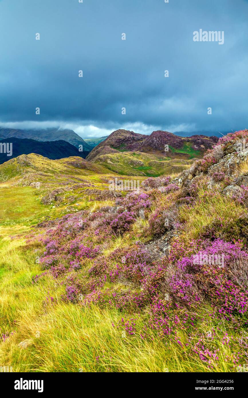 Heide- und Berglandschaft vom Mynydd Sygyn-Berg in der Nähe von Beddgelert, Snowdonia National Park, Wales, Großbritannien Stockfoto