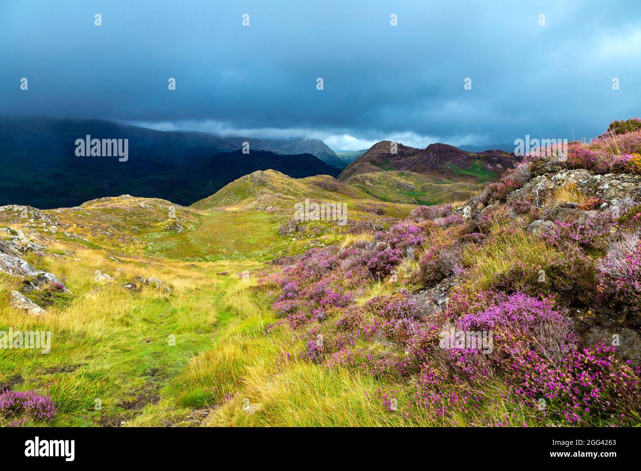 Heide- und Berglandschaft vom Mynydd Sygyn-Berg in der Nähe von Beddgelert, Snowdonia National Park, Wales, Großbritannien Stockfoto