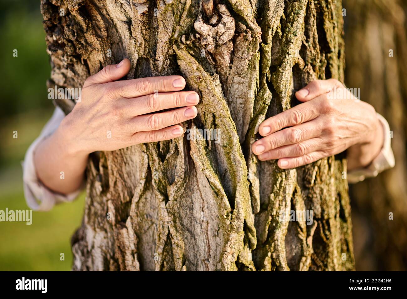 Weibliche Hände umarmen Baum im Park Stockfoto
