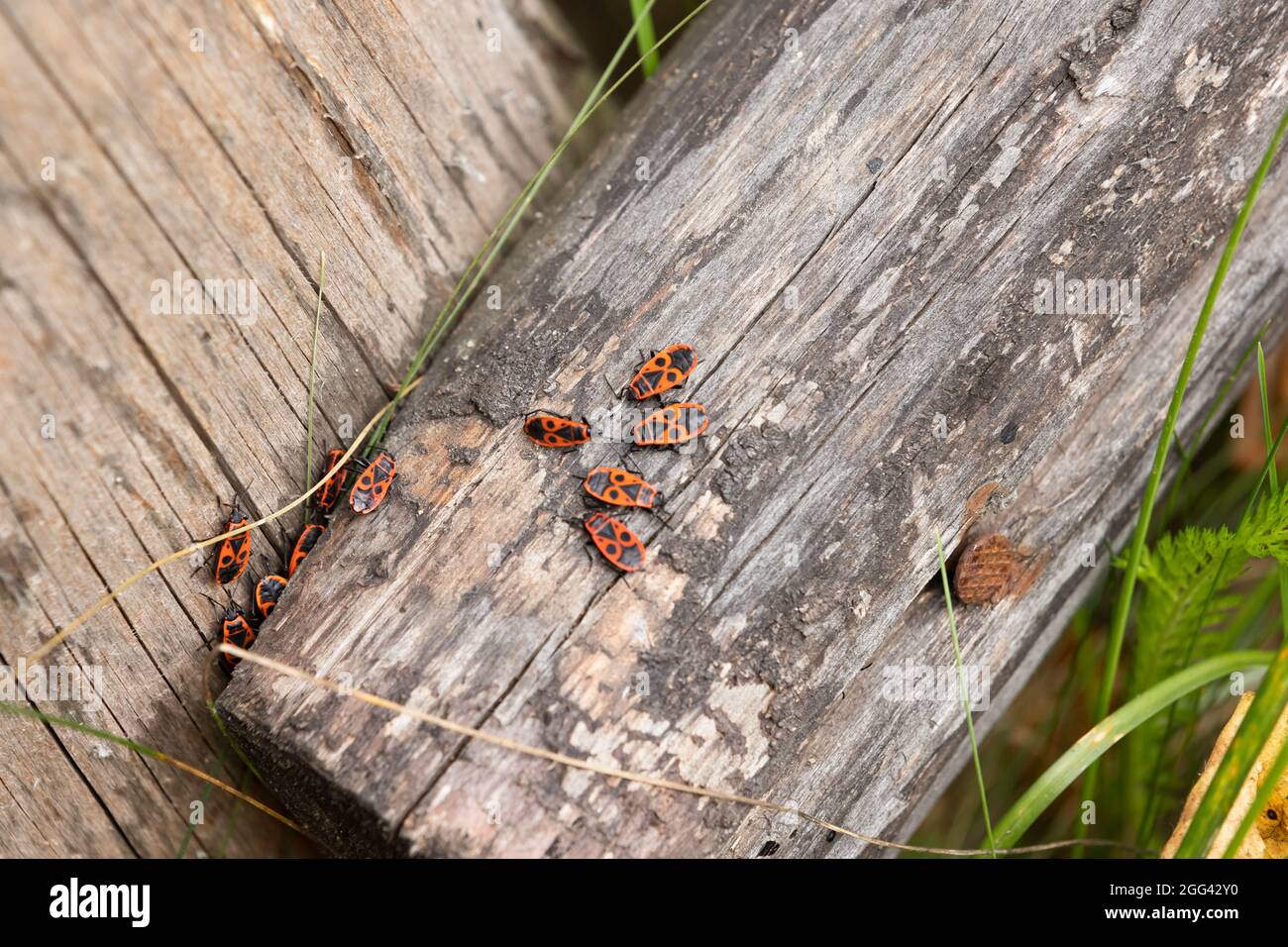 Eine Gruppe roter Bugs ist auf alten Brettern. Der Feuerwanzen, Pyrrhocoris apterus, ist ein häufiges Insekt der Familie Pyrrhocoridae Stockfoto