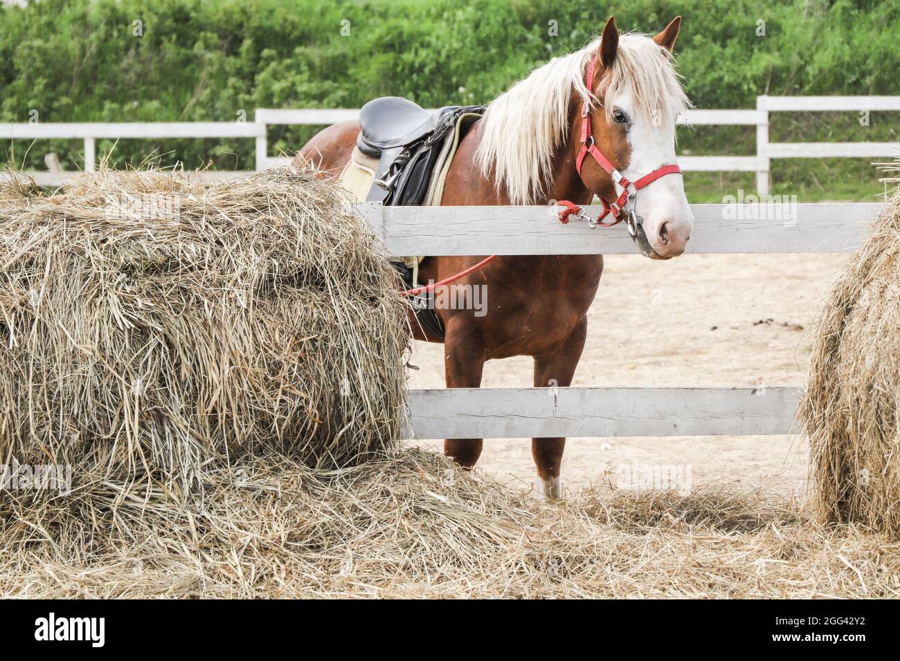 Sattelpferd steht an einem Sommertag in der Arena A Stockfoto