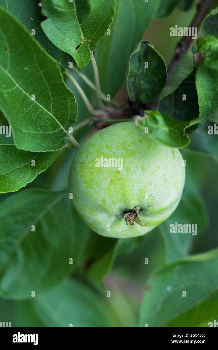 Frischer grüner Apfel wächst auf einem Apfelbaum mit natürlicher Nahrung. Vertikales Hintergrundbild Stockfoto
