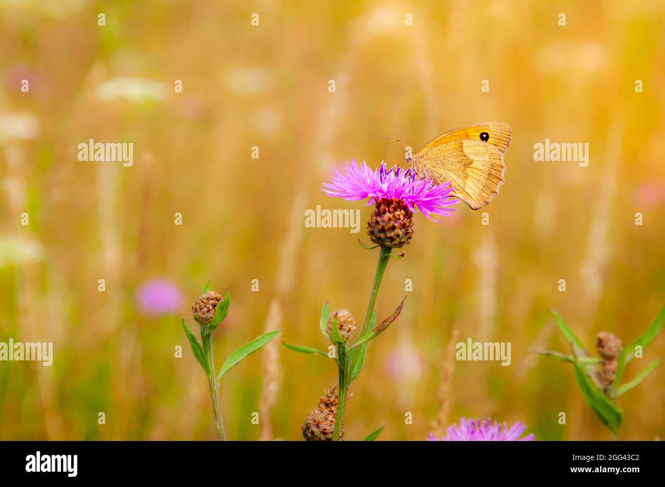 Schmetterling sitzt auf der Distel Stockfoto