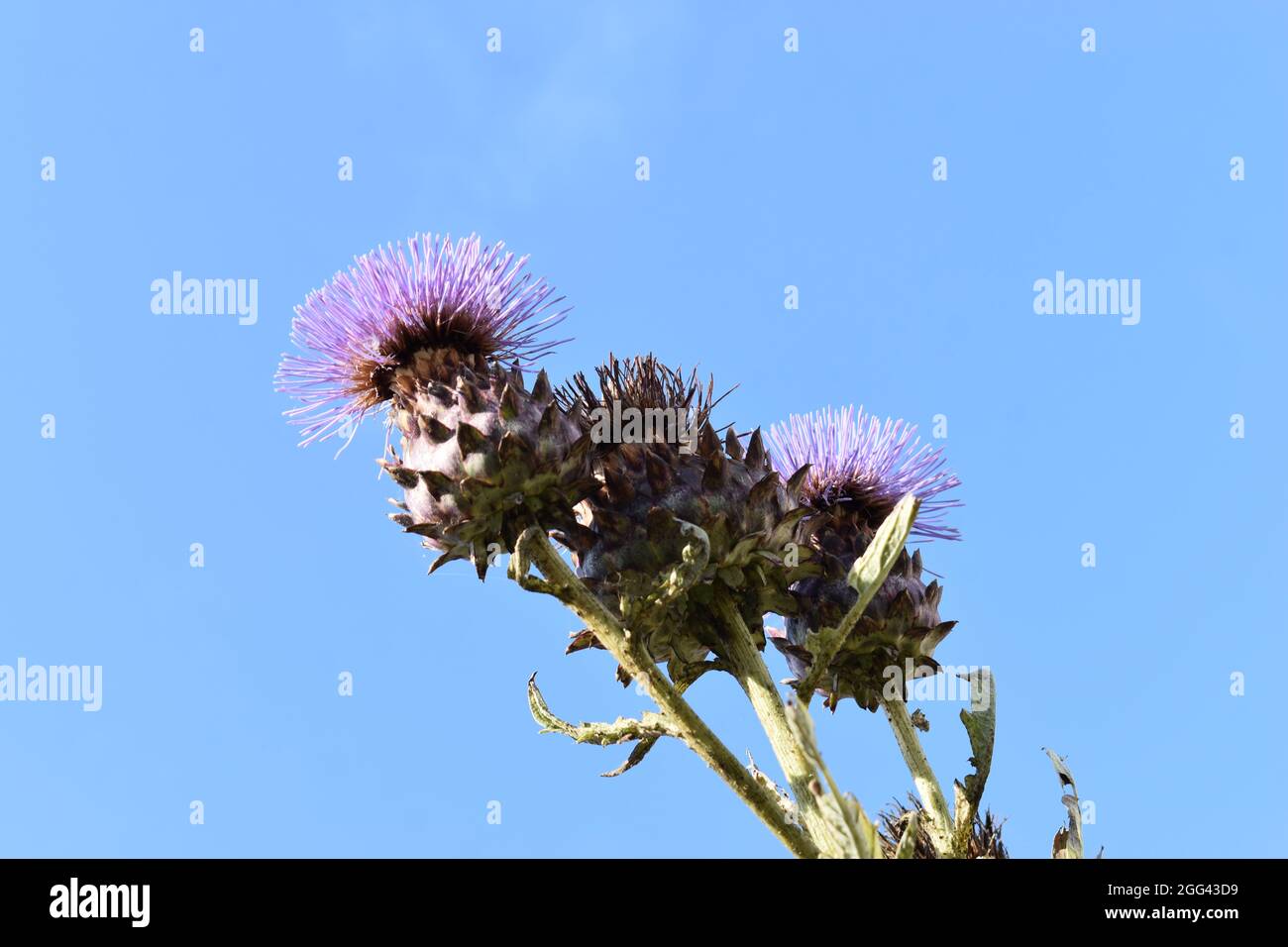 Violette Disteln (Asteraceae) gegen einen blauen Himmel mit Copyspace. Stockfoto
