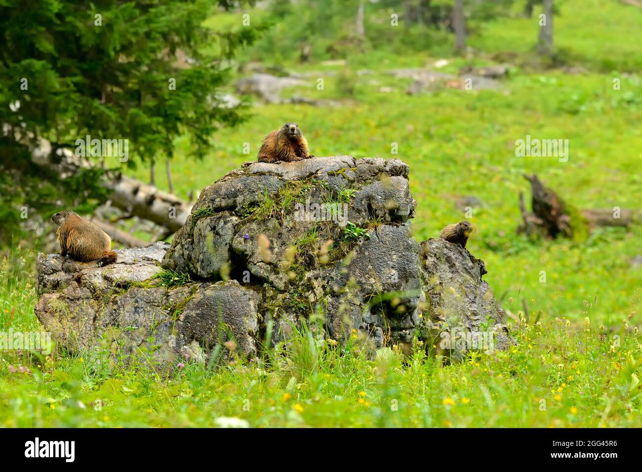 Murmeltier auf einem Felsen in den bayerischen alpen auf der Weide Stockfoto