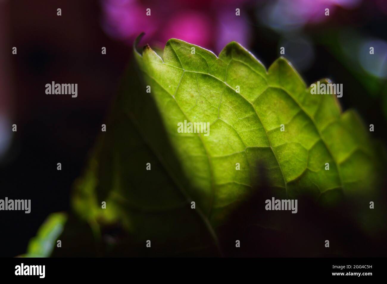 Eine Nahaufnahme eines Blattes aus einer Blume. Stockfoto