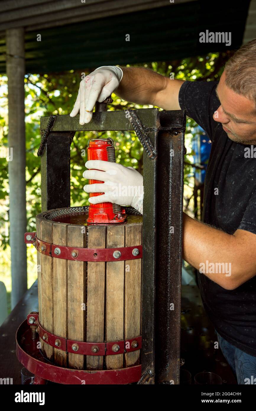 Weinlese. Ein Winzermeister stellt eine Traubenpresse auf. Frisch gepresster Traubensaft in einem Glas. Der Herbst ist die Zeit der Weinlese und des weins Stockfoto