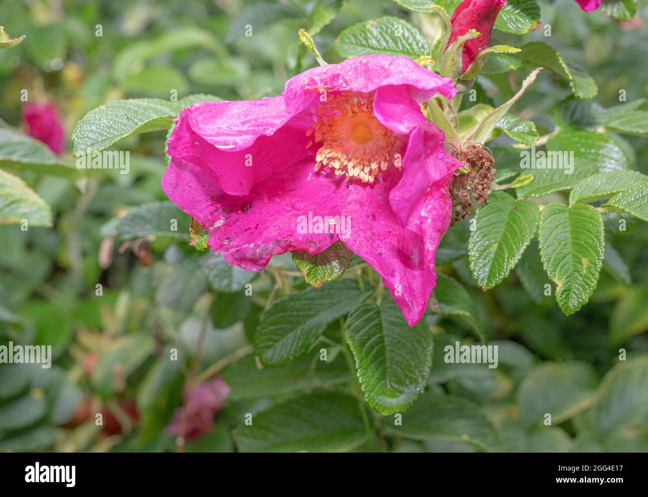 Insect on an Blüte Stockfoto