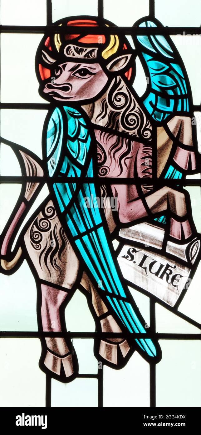 St. Lukas, Symbol des Evangelisten, geflügeltes Ochs, Glasmalerei, 20. Jahrhundert, Snettisham, Norfolk, England Stockfoto