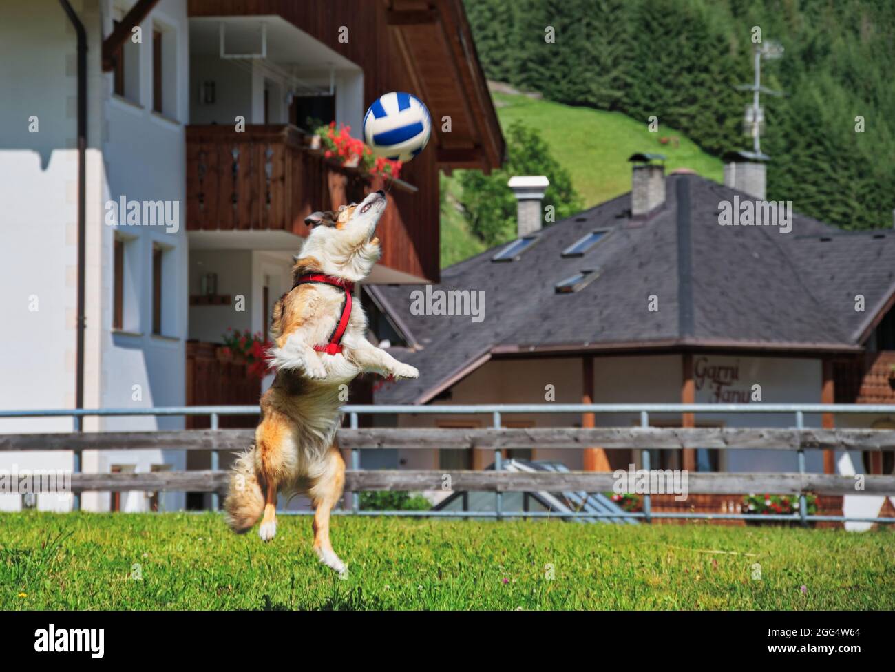 Netter Hund spielt mit Ball im Hinterhof Stockfoto