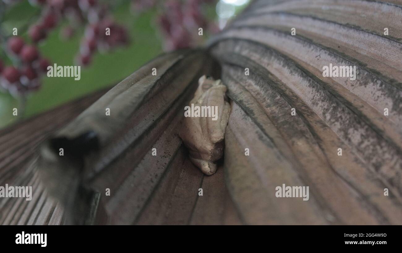Makroaufnahme eines braunen Frosches mischt seine Körperfarbe mit dem toten Blatt und schläft den ganzen Tag, bis es nahe kam Stockfoto