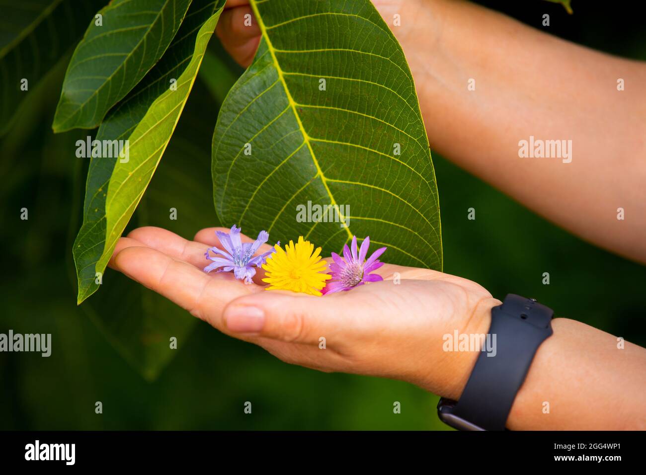Nahaufnahme einer Frauenhand mit einer Digitaluhr am Handgelenk, die drei farbige Blumen in ihrer Handfläche auf dem Hintergrund des grünen Blattes hält. Stockfoto