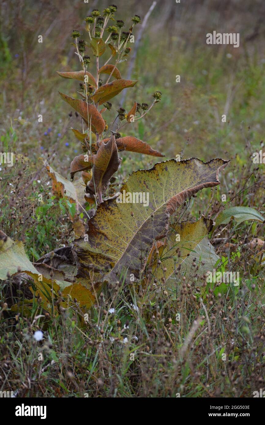 Die aschige Sonnenblume am Ende ihrer Blütezeit Stockfoto